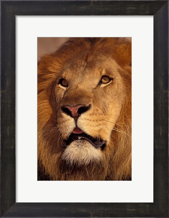 Framed Closeup of a Male Lion, South Africa Print