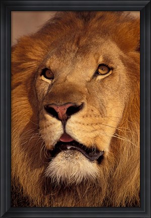 Framed Closeup of a Male Lion, South Africa Print