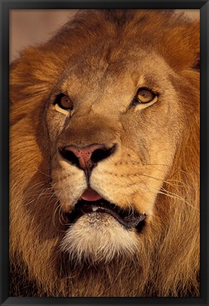 Framed Closeup of a Male Lion, South Africa Print