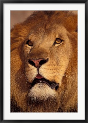 Framed Closeup of a Male Lion, South Africa Print