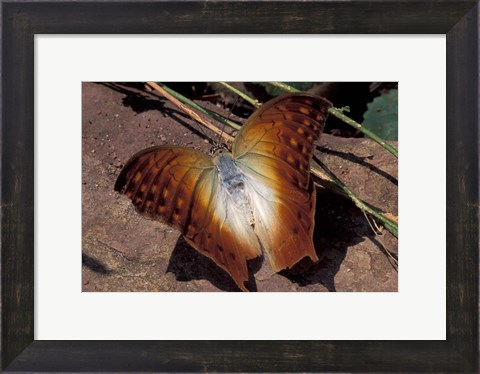 Framed Detail of Butterfly Wings, Gombe National Park, Tanzania Print
