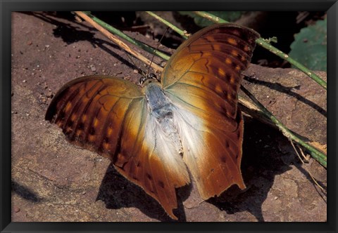 Framed Detail of Butterfly Wings, Gombe National Park, Tanzania Print