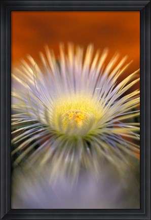Framed Herra elongara, Namaqualand, South Africa Print