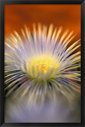 Framed Herra elongara, Namaqualand, South Africa Print