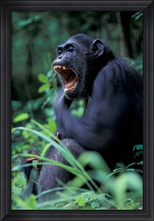 Framed Female Chimpanzee Yawning, Gombe National Park, Tanzania Print