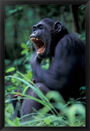 Framed Female Chimpanzee Yawning, Gombe National Park, Tanzania Print