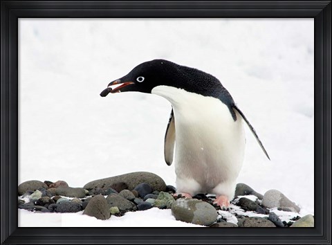 Framed Adelie Penguin (Pygoscelis Adeliae) at Paulet Island, Antarctica Print