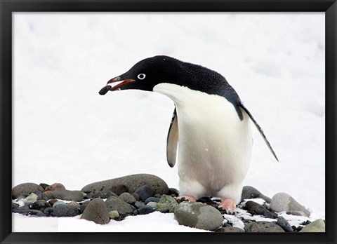 Framed Adelie Penguin (Pygoscelis Adeliae) at Paulet Island, Antarctica Print