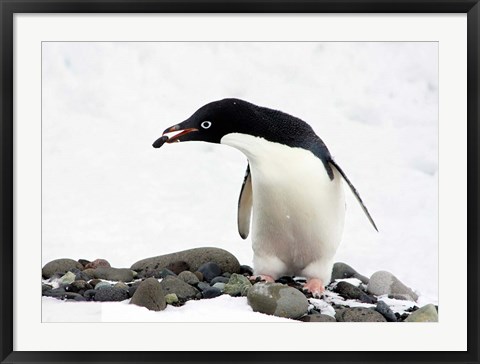 Framed Adelie Penguin (Pygoscelis Adeliae) at Paulet Island, Antarctica Print