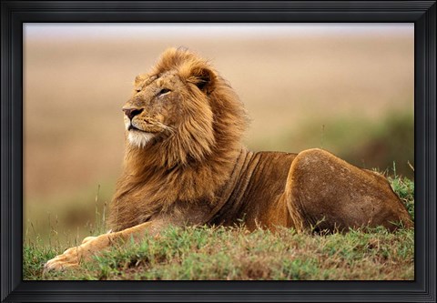 Framed Adult male lion on termite mound Print