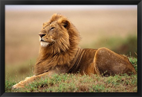 Framed Adult male lion on termite mound Print