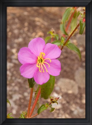 Framed Africa; Malawi; Mt Mulanje; Pink flower on Mt. Mulanje Print