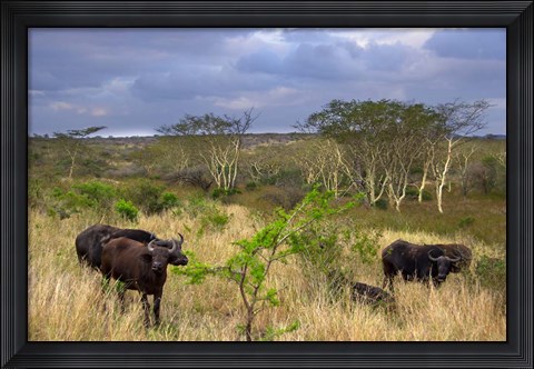 Framed Cape Buffalo, Zulu Nyala Game Reserve, Hluhluwe, Kwazulu Natal, South Africa Print