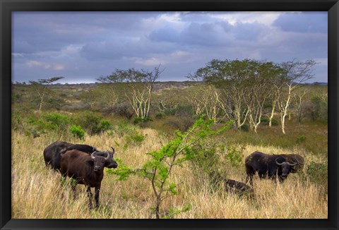 Framed Cape Buffalo, Zulu Nyala Game Reserve, Hluhluwe, Kwazulu Natal, South Africa Print