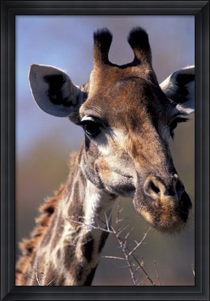 Framed Close-up of Giraffe Feeding, South Africa Print