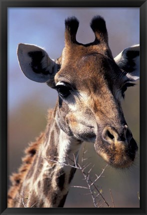 Framed Close-up of Giraffe Feeding, South Africa Print