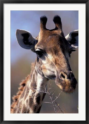 Framed Close-up of Giraffe Feeding, South Africa Print