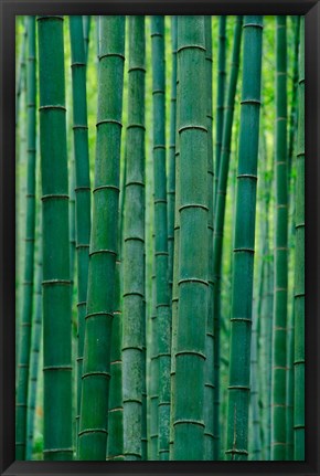 Framed Bamboo forest, Hangzhou, Zhejiang Province, China Print