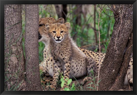 Framed Cheetah Cubs, Phinda Preserve, South Africa Print