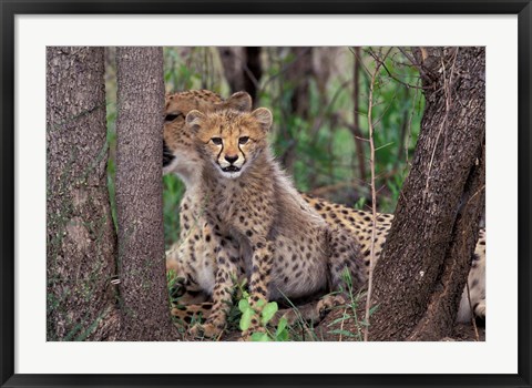 Framed Cheetah Cubs, Phinda Preserve, South Africa Print