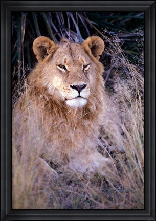 Framed African Lion, Botswana Print