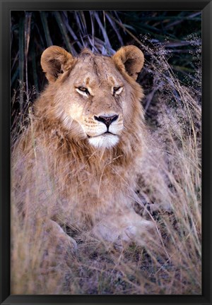 Framed African Lion, Botswana Print