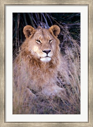 Framed African Lion, Botswana Print