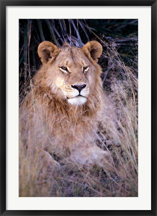 Framed African Lion, Botswana Print