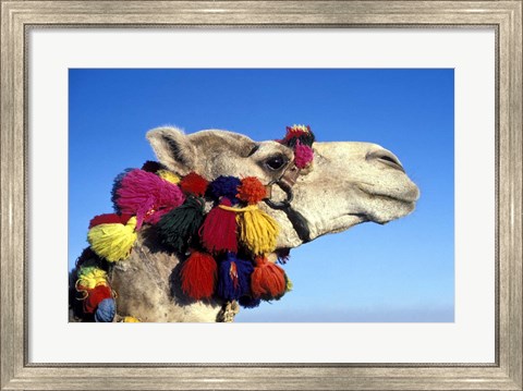 Framed Colorfully Decorated Tourist Camel, Egypt Print