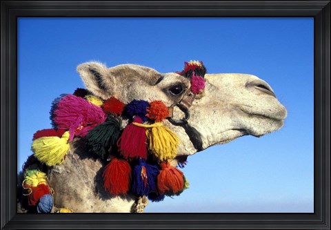 Framed Colorfully Decorated Tourist Camel, Egypt Print