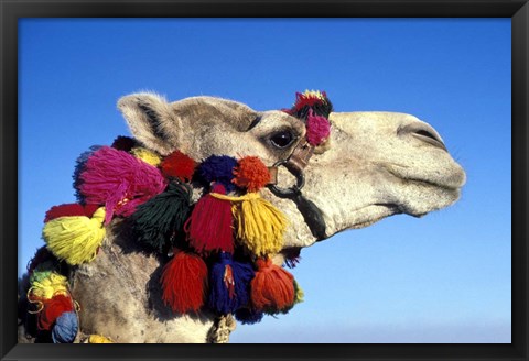 Framed Colorfully Decorated Tourist Camel, Egypt Print