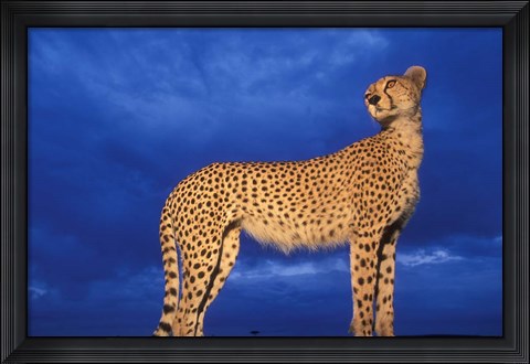Framed Cheetah at Dusk, Masai Mara Game Reserve, Kenya Print