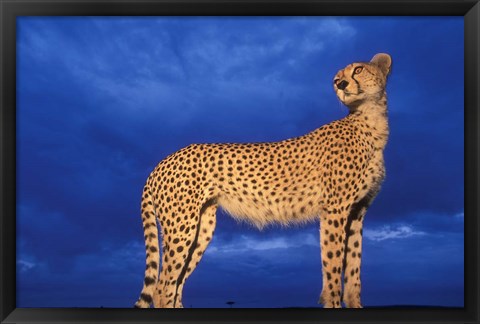 Framed Cheetah at Dusk, Masai Mara Game Reserve, Kenya Print