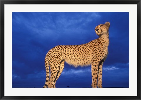 Framed Cheetah at Dusk, Masai Mara Game Reserve, Kenya Print