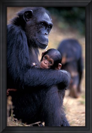 Framed Female Chimpanzee Cradles Newborn Chimp, Gombe National Park, Tanzania Print