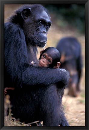 Framed Female Chimpanzee Cradles Newborn Chimp, Gombe National Park, Tanzania Print