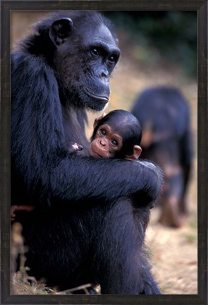 Framed Female Chimpanzee Cradles Newborn Chimp, Gombe National Park, Tanzania Print