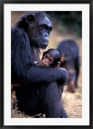 Framed Female Chimpanzee Cradles Newborn Chimp, Gombe National Park, Tanzania Print