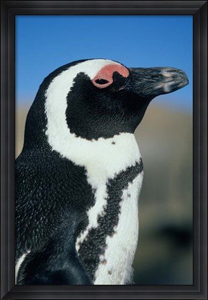 Framed Close up of an African Penguin, Cape Peninsula, South Africa Print