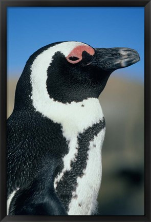 Framed Close up of an African Penguin, Cape Peninsula, South Africa Print