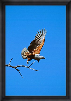 Framed Botswana, Chobe NP, African Fish Print