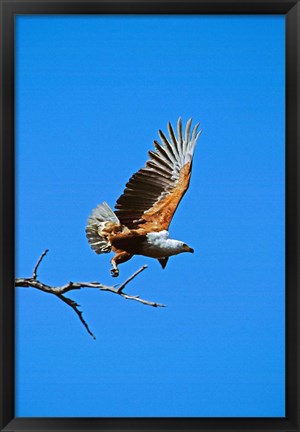 Framed Botswana, Chobe NP, African Fish Print