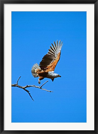 Framed Botswana, Chobe NP, African Fish Print