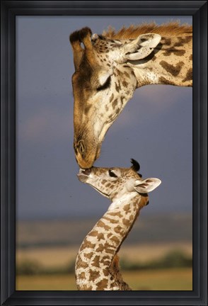 Framed Giraffe, Masai Mara, Kenya Print