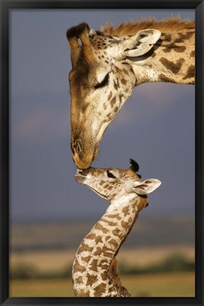 Framed Giraffe, Masai Mara, Kenya Print