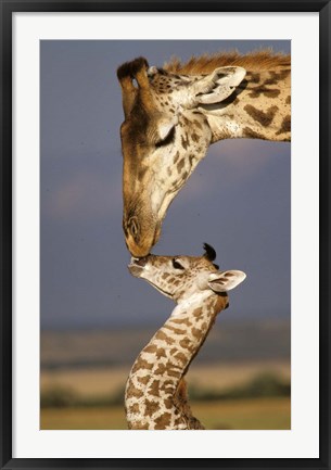 Framed Giraffe, Masai Mara, Kenya Print