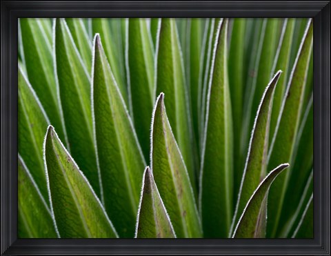 Framed Giant Lobelia rosette of leaves, Kenya Print