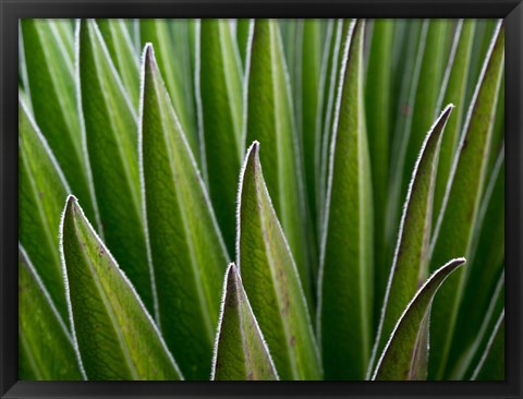 Framed Giant Lobelia rosette of leaves, Kenya Print