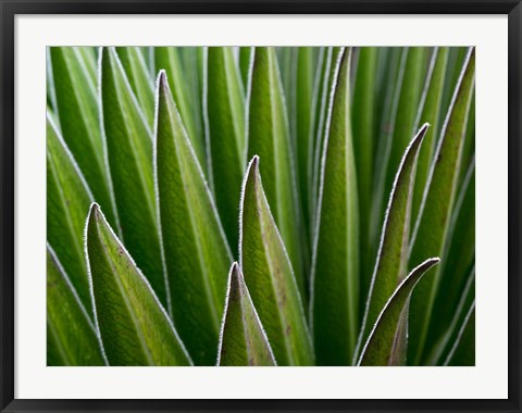 Framed Giant Lobelia rosette of leaves, Kenya Print