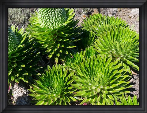 Framed Giant Lobelia, Lobelia deckenii, in Mount Kenya NP, Kenya, Africa. Print